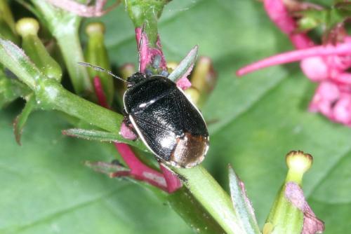 Adomerus maculipes